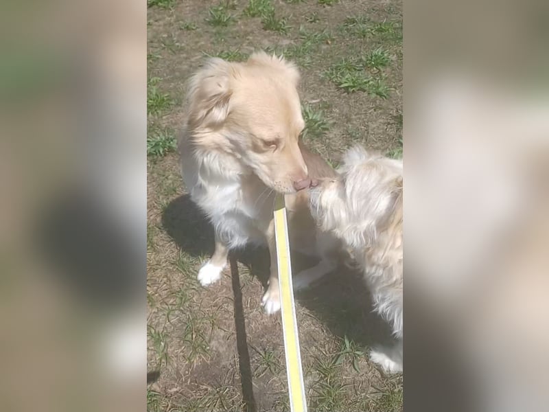 Balu sucht liebes dauerhaftes Zuhause