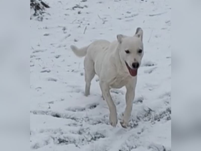 Edo, a.d.Tierschutz, sucht liebes Happy-Home