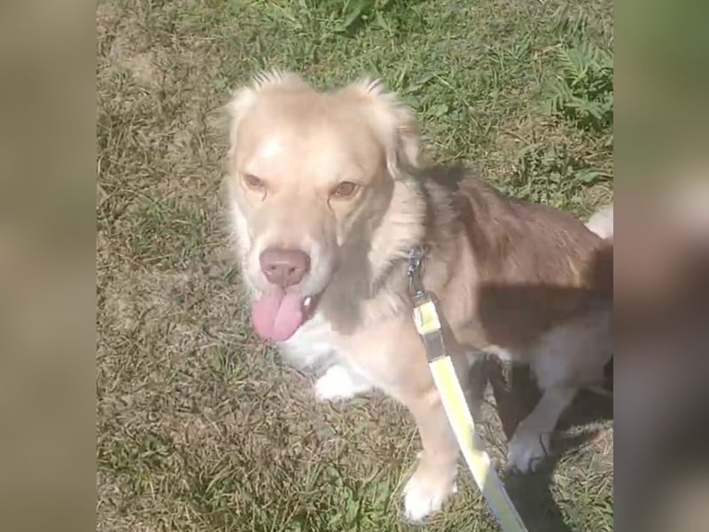 Balu sucht liebes dauerhaftes Zuhause