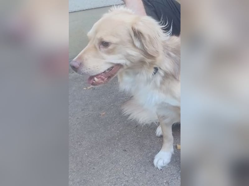 Balu sucht liebes dauerhaftes Zuhause