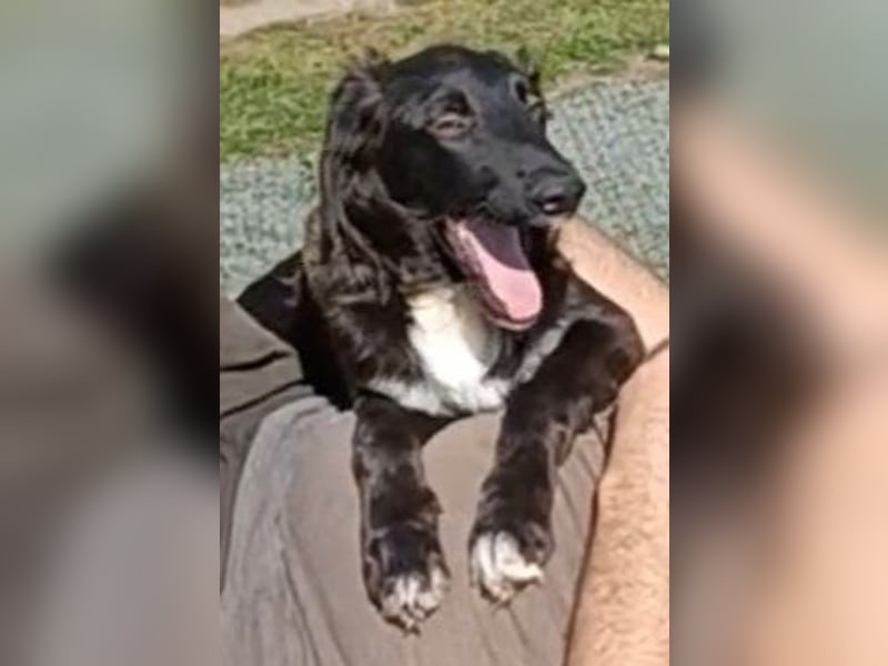 Camus, a.d.Tierschutz, sucht liebes Für-immer-Zuhause