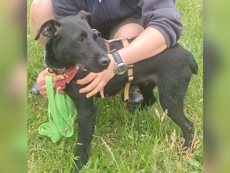 Amber a.d.Tierschutz, sucht Happy-Home