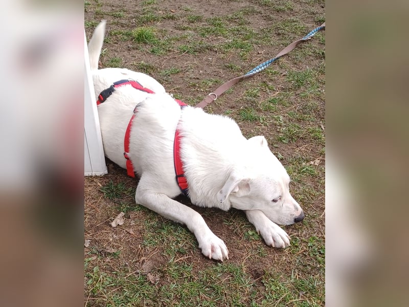 Edo, a.d.Tierschutz, sucht liebes Happy-Home