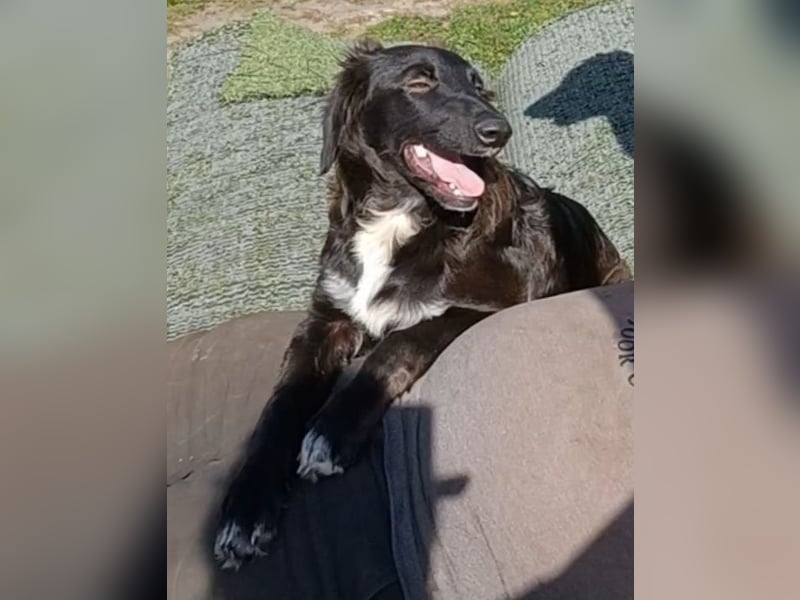 Camus, a.d.Tierschutz, sucht liebes Für-immer-Zuhause