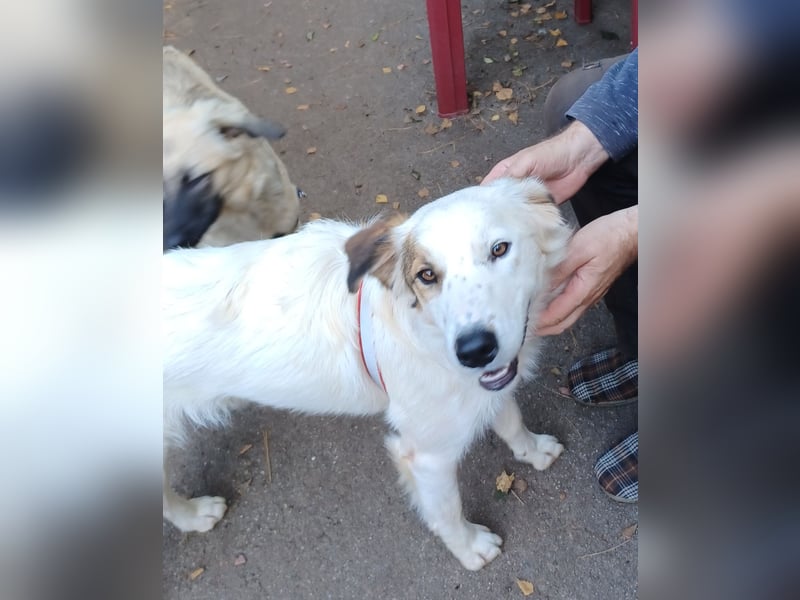 Vale, a.d.Tierschutz, sucht Happy-Home