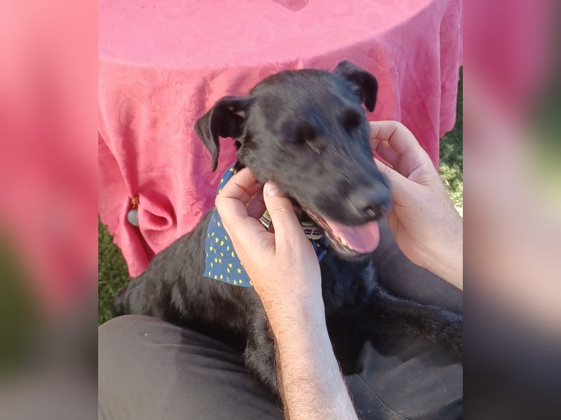 Amber a.d.Tierschutz, sucht Happy-Home