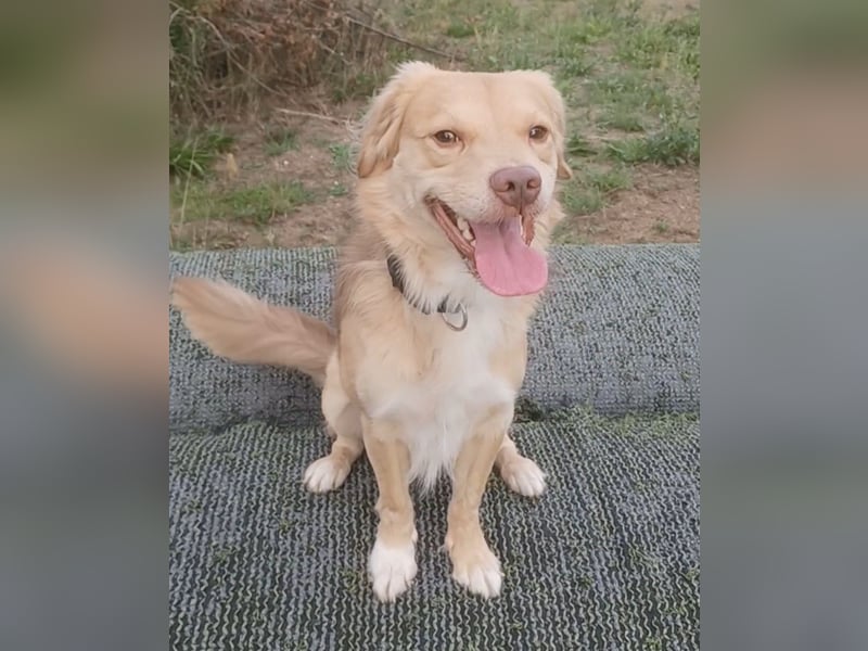 Balu sucht liebes dauerhaftes Zuhause