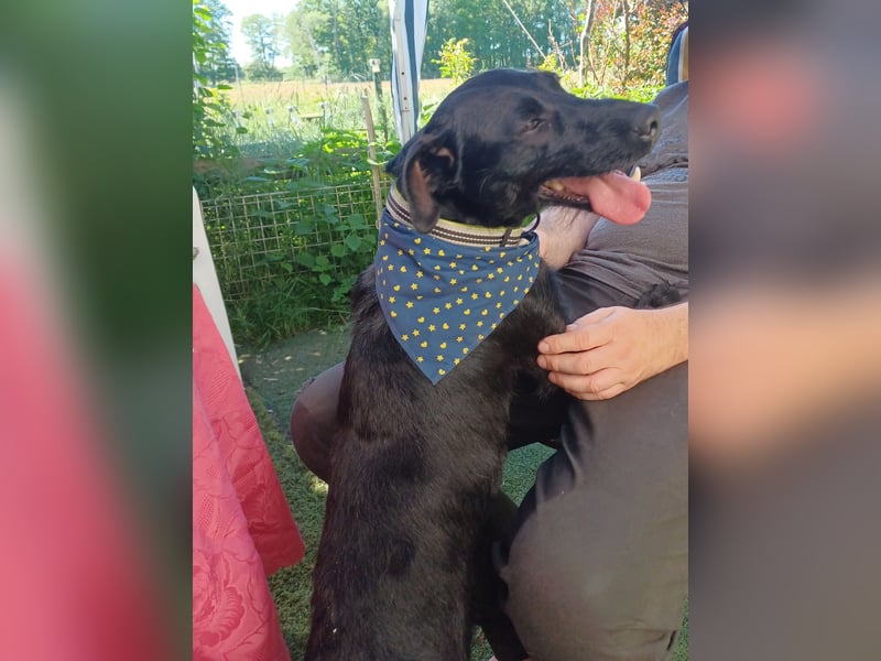 Amber a.d.Tierschutz, sucht Happy-Home
