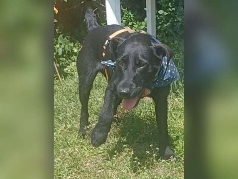 Amber a.d.Tierschutz, sucht Happy-Home
