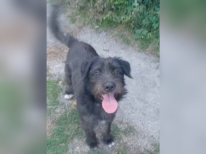 Alba sucht liebes Für-immer-Zuhause