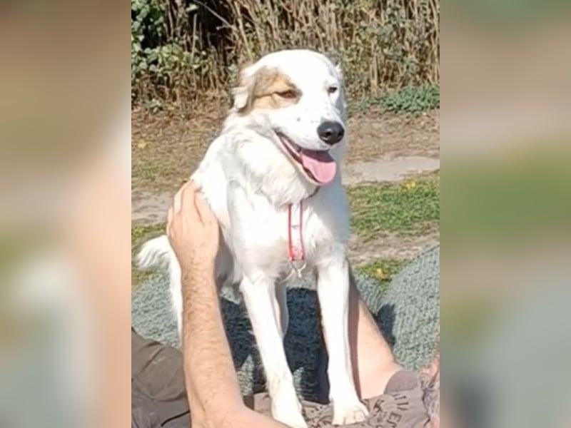 Vale, a.d.Tierschutz, sucht Happy-Home