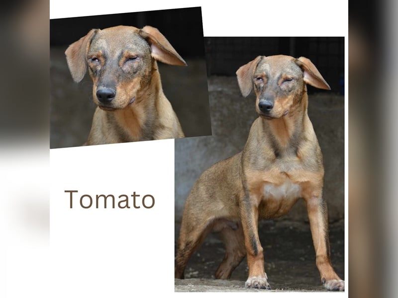 TOMATO