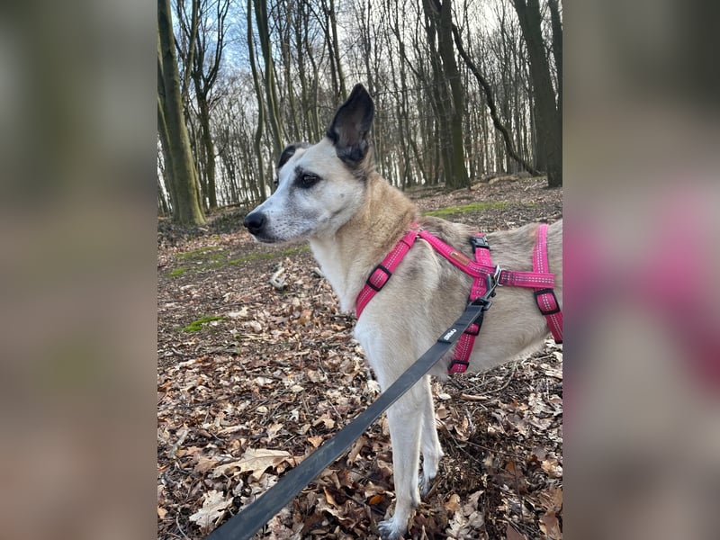 PALOMA wartet in 41379 Brüggen
