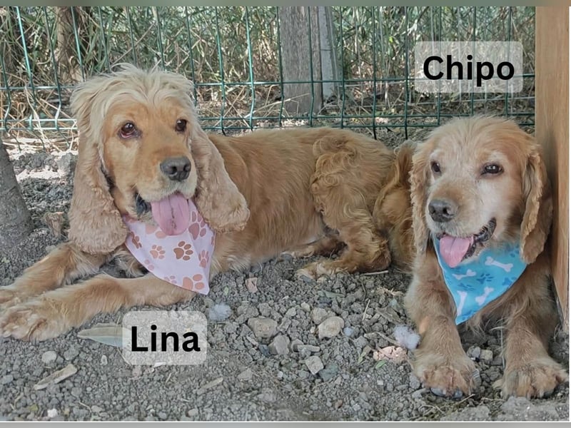 Lina