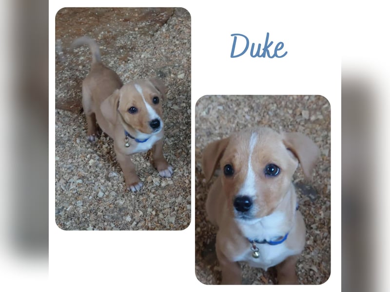 Duke