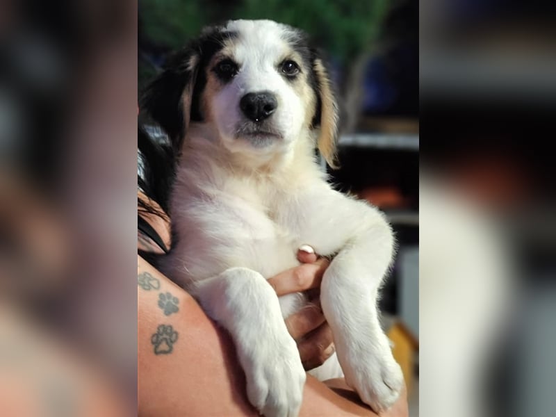 Ludovico - so hübscher Welpenbub