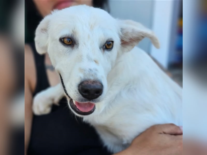 Helga - Zuckerschnute sucht Zuhause