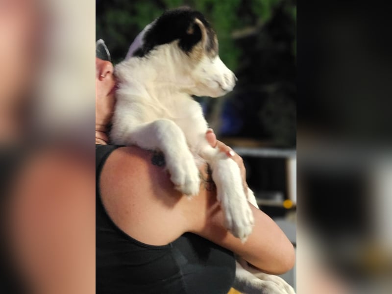 Ludovico - so hübscher Welpenbub