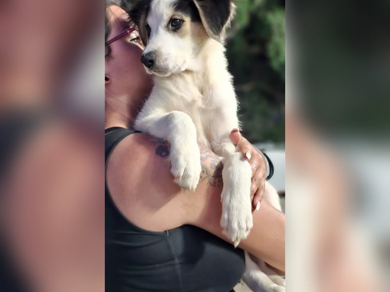 Ludovico - so hübscher Welpenbub