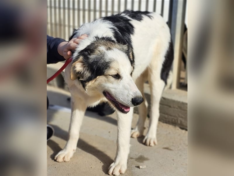 Ludovico - so hübscher Welpenbub