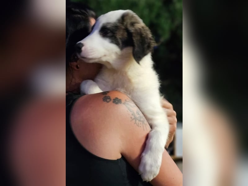 Ludovico - so hübscher Welpenbub