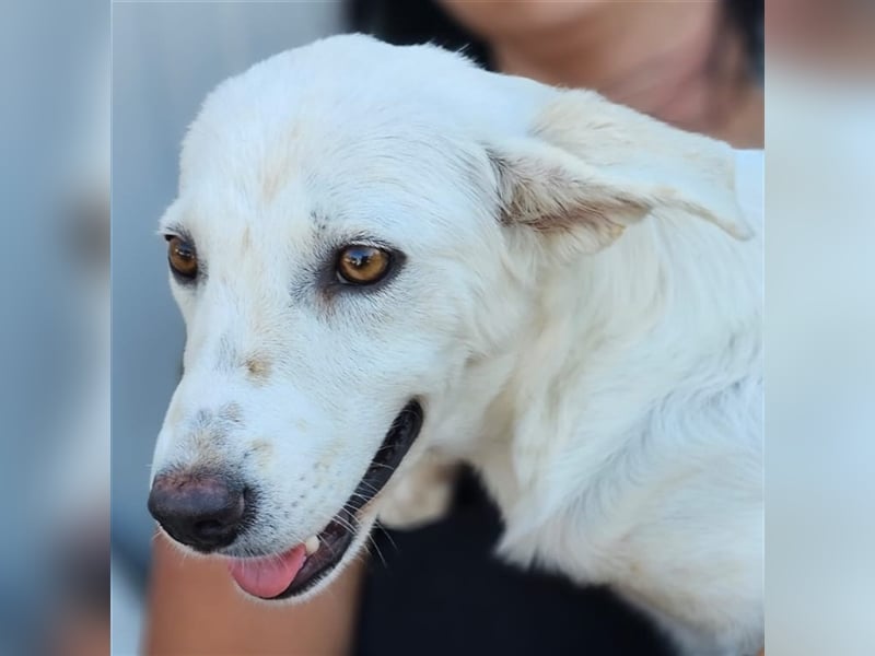 Helga - Zuckerschnute sucht Zuhause