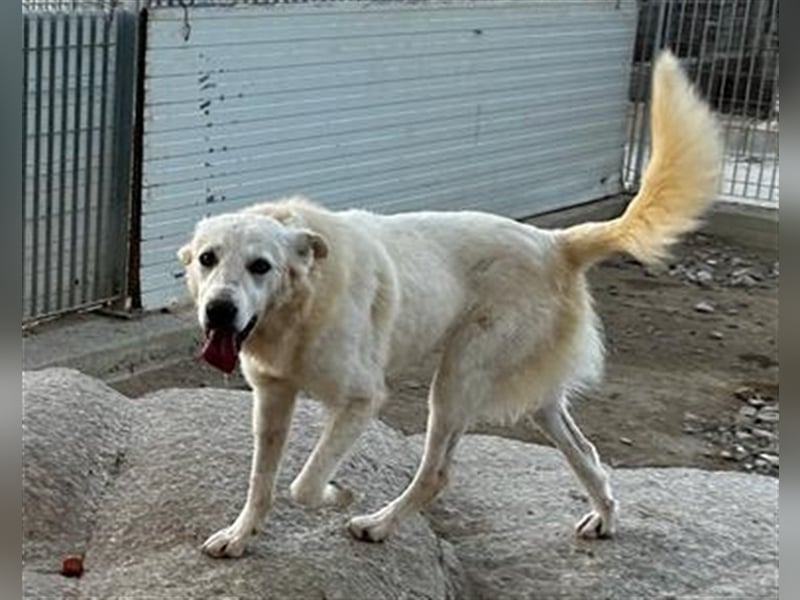 Helga - Zuckerschnute sucht Zuhause