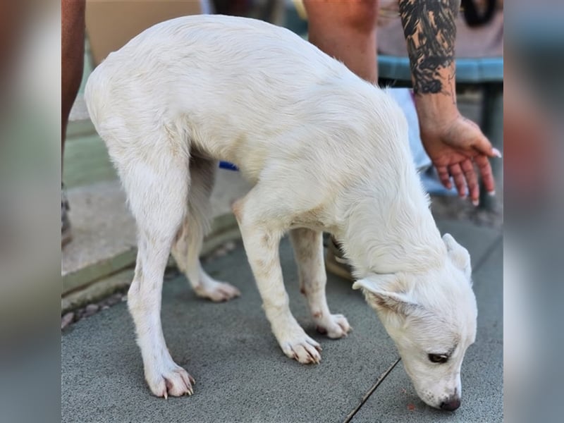 Helga - Zuckerschnute sucht Zuhause