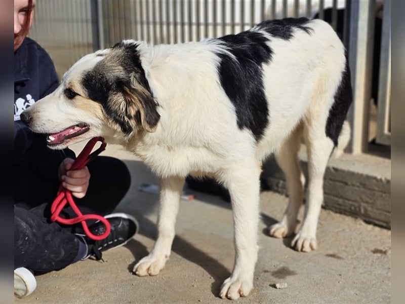 Ludovico - so hübscher Welpenbub