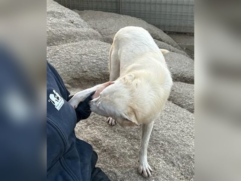 Helga - Zuckerschnute sucht Zuhause