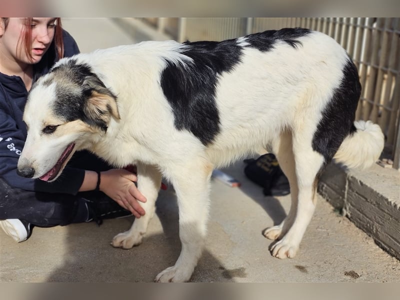 Ludovico - so hübscher Welpenbub