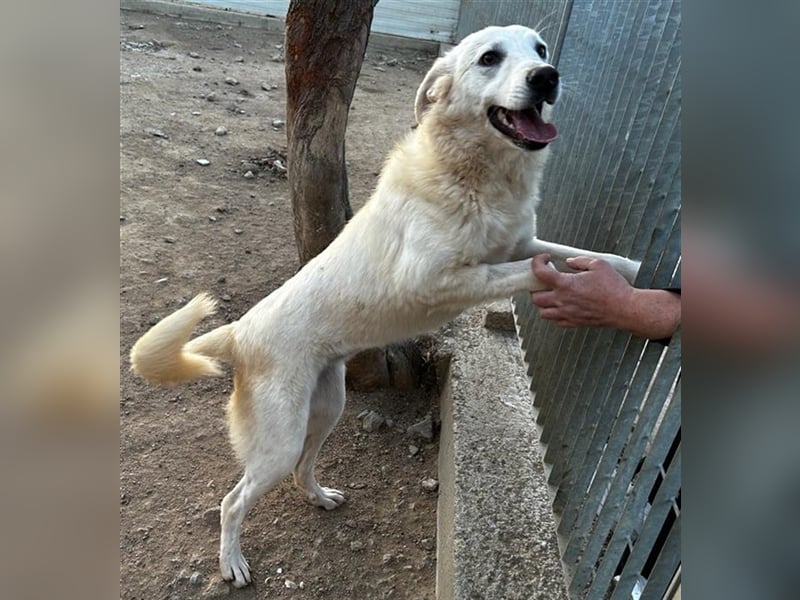 Helga - Zuckerschnute sucht Zuhause