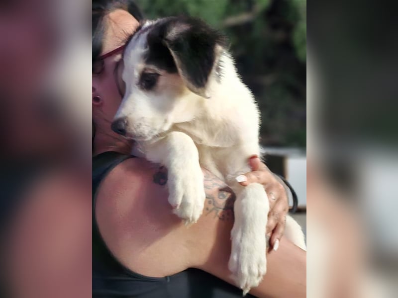 Ludovico - so hübscher Welpenbub