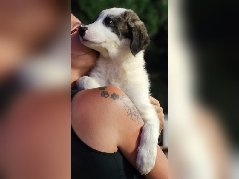 Ludovico - so hübscher Welpenbub