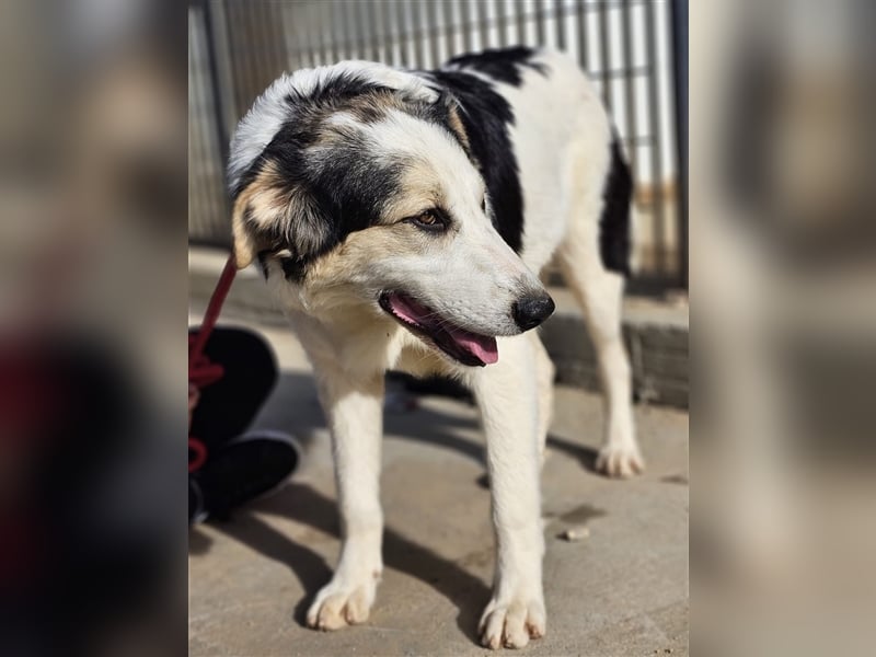 Ludovico - so hübscher Welpenbub