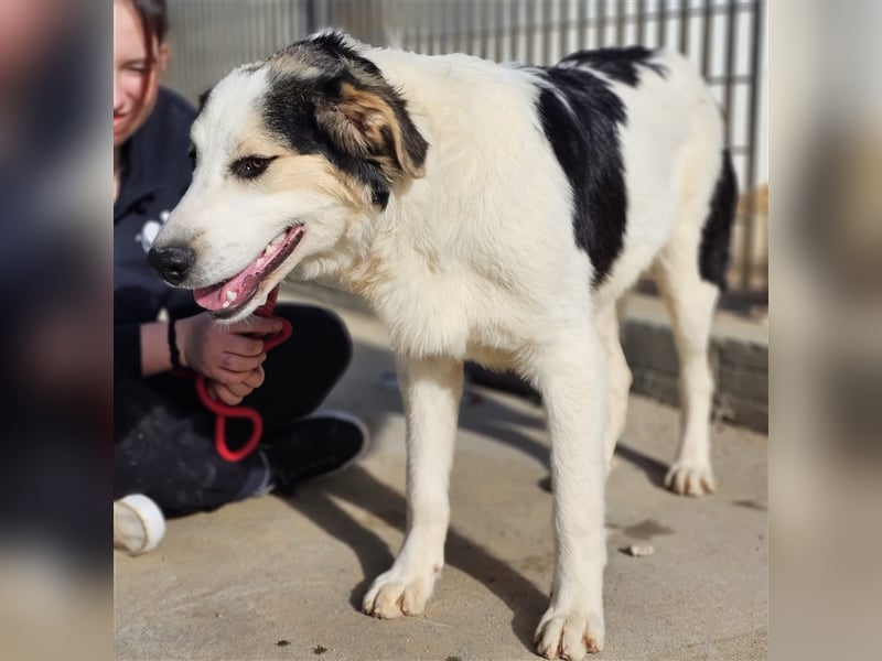 Ludovico - so hübscher Welpenbub