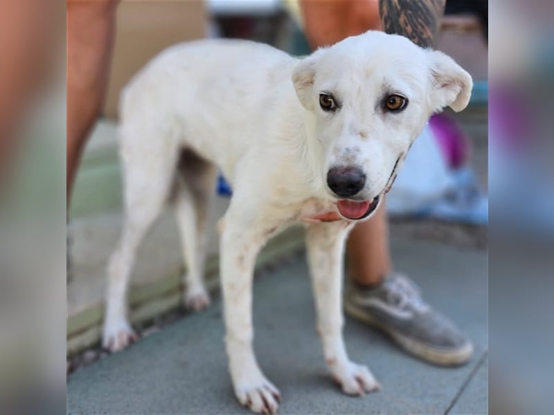 Helga - Zuckerschnute sucht Zuhause