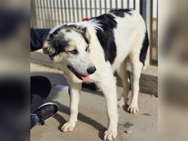 Ludovico - so hübscher Welpenbub