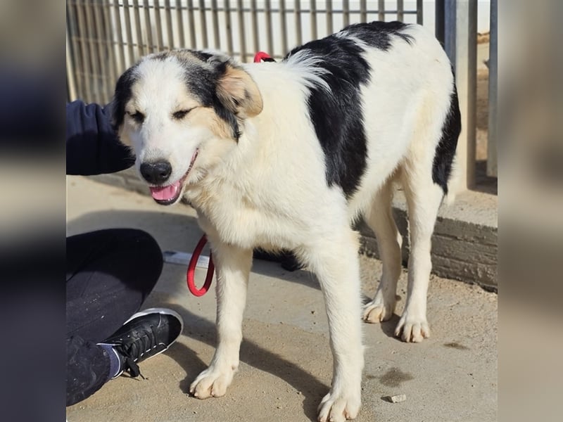 Ludovico - so hübscher Welpenbub