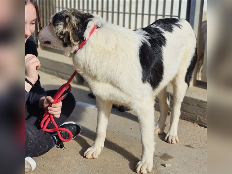 Ludovico - so hübscher Welpenbub