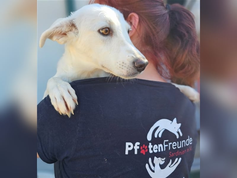 Helga - Zuckerschnute sucht Zuhause