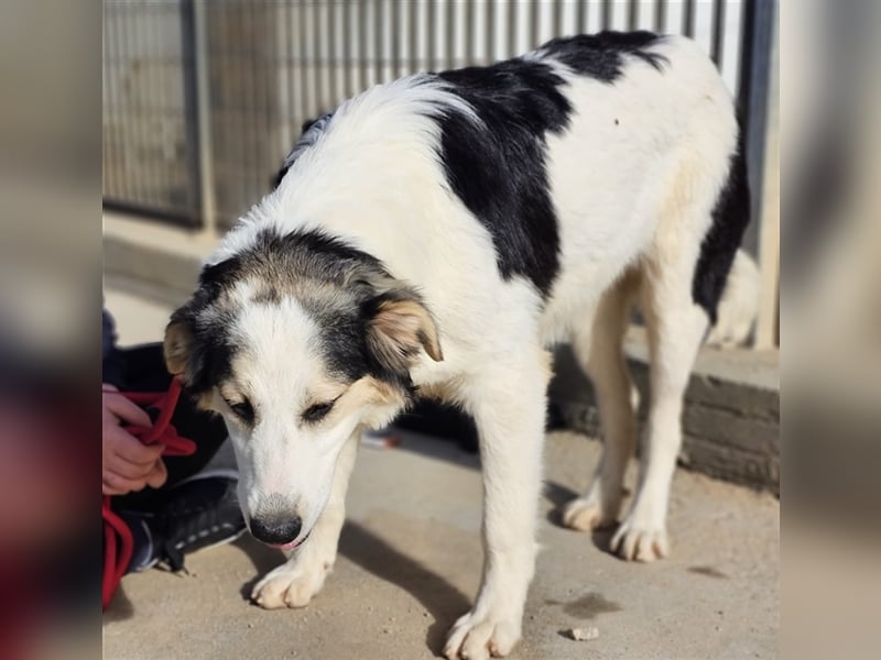 Ludovico - so hübscher Welpenbub