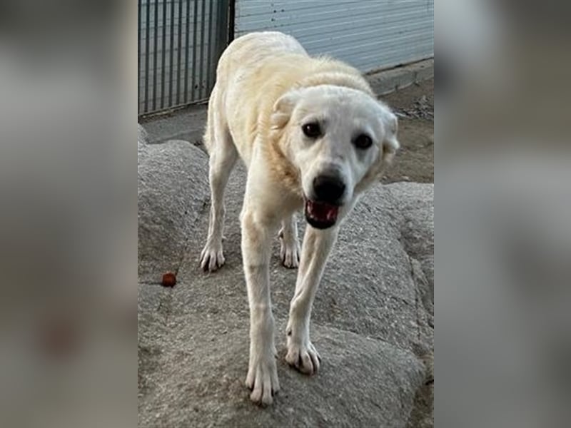 Helga - Zuckerschnute sucht Zuhause