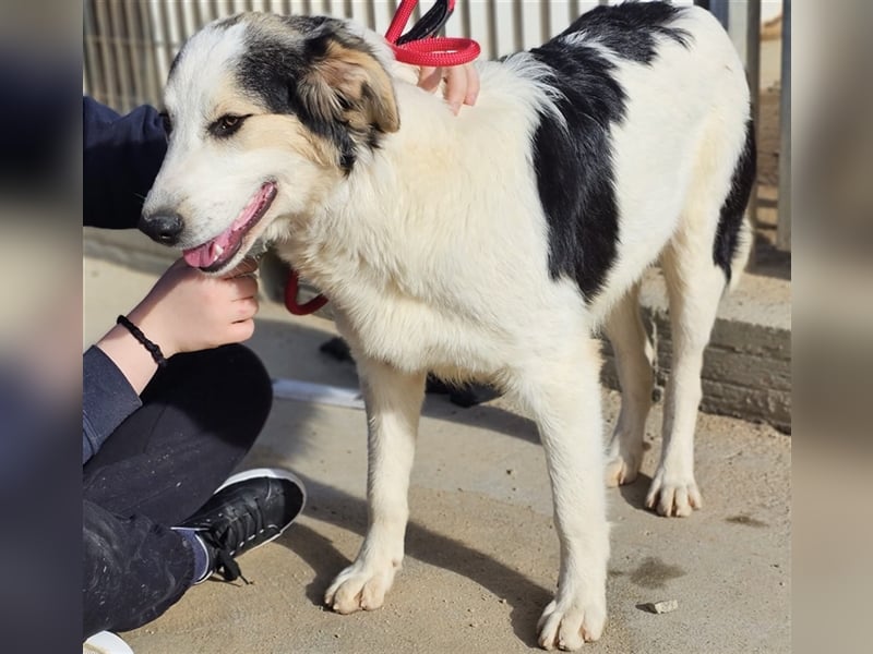 Ludovico - so hübscher Welpenbub