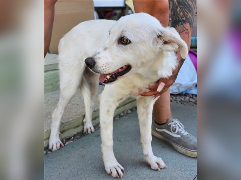 Helga - Zuckerschnute sucht Zuhause