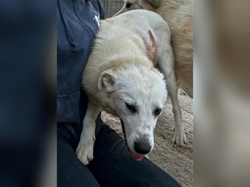 Helga - Zuckerschnute sucht Zuhause