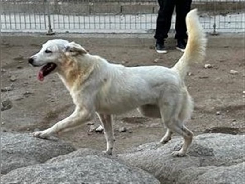 Helga - Zuckerschnute sucht Zuhause