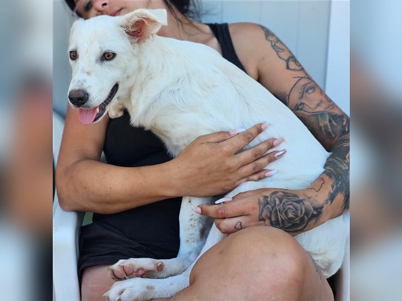 Helga - Zuckerschnute sucht Zuhause