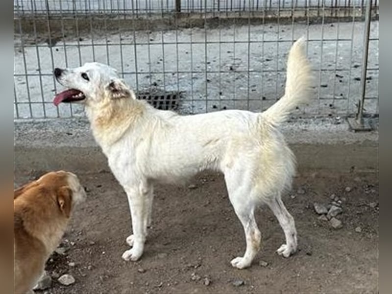 Helga - Zuckerschnute sucht Zuhause