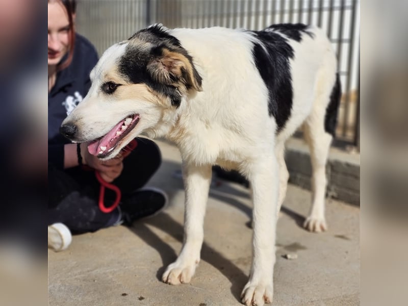 Ludovico - so hübscher Welpenbub